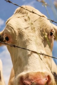 close-up of a cow looking through barbed wire fencing